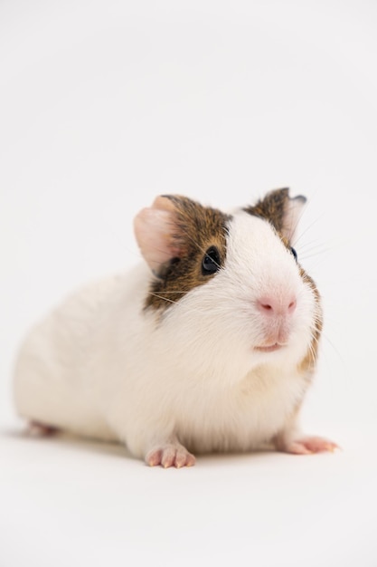 Un pequeño conejillo de indias de 2 meses se sienta sobre un fondo blanco.