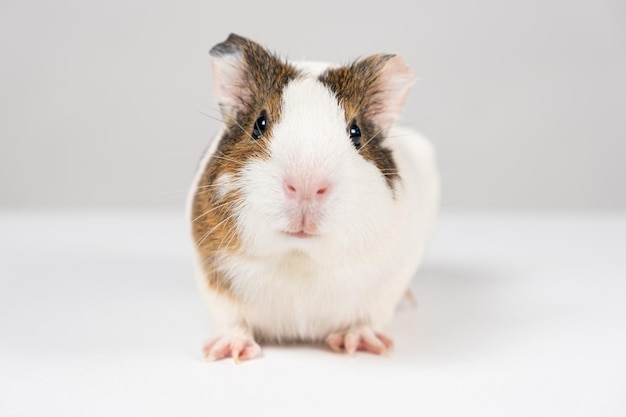 Un pequeño conejillo de indias de 2 meses se sienta sobre un fondo blanco.