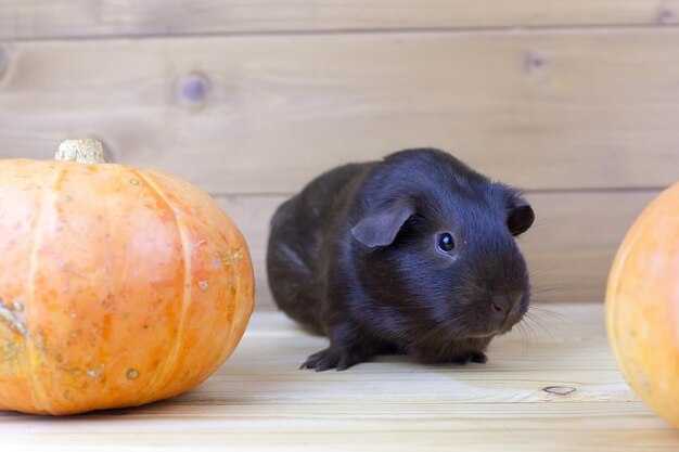 Foto pequeño conejillo de indias con una calabaza en otoño