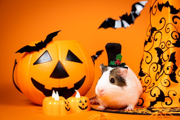 Un pequeño conejillo de indias doméstico celebra Halloween