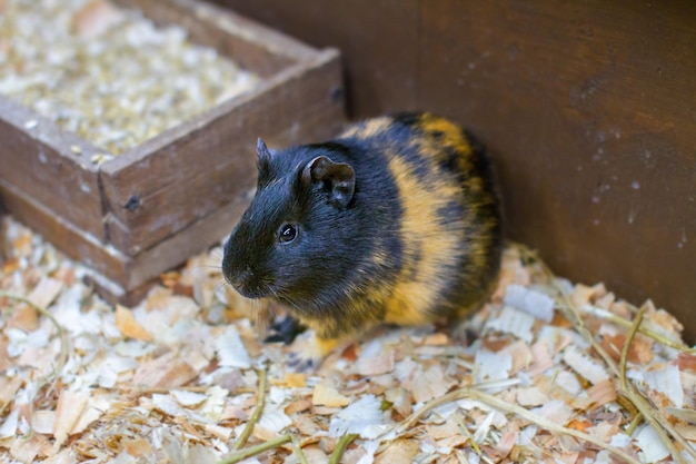 Pequeño conejillo de indias en una jaula