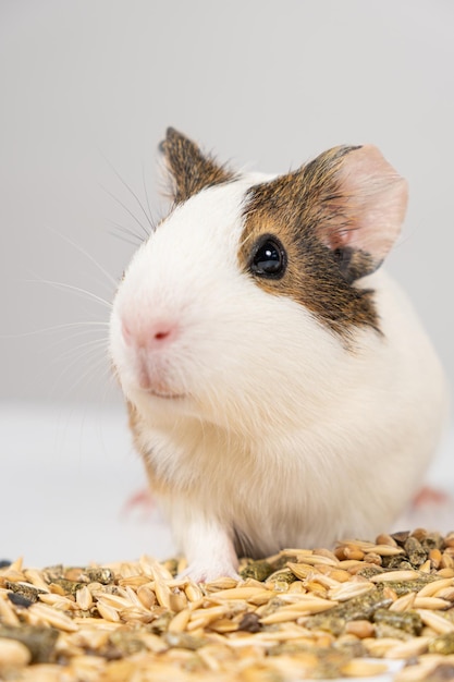 Un pequeño conejillo de Indias se sienta cerca de la alimentación sobre un fondo blanco.