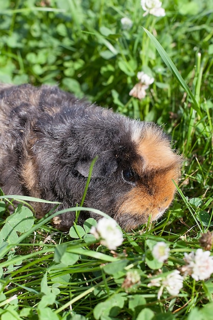 Pequeño conejillo de indias en verano