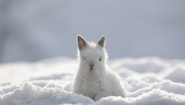 pequeño conejito blanco lindo en la nieve