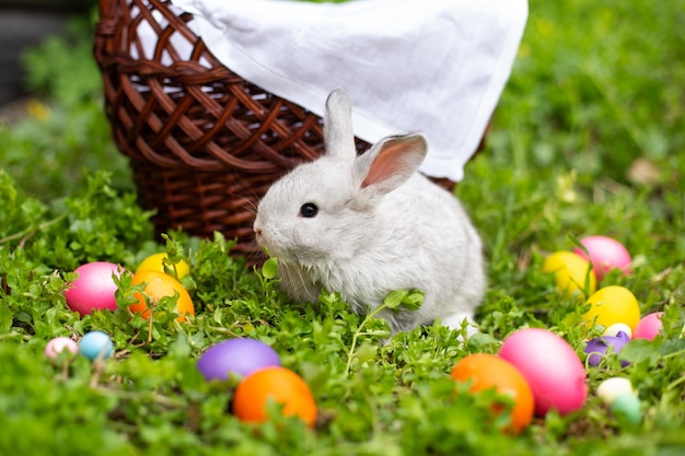 Pequeño conejito de pascua en la hierba cerca de huevos coloridos