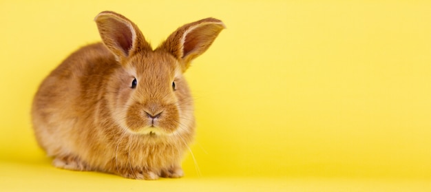 Pequeño conejito de pascua rojo mullido en un fondo amarillo, conejito de pascua con el lugar para escribir. Primer plano de conejo esponjoso sobre un fondo amarillo