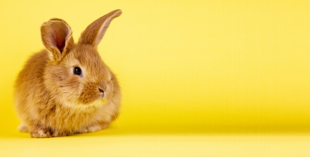 Pequeño conejo animado en una pared amarilla. Conejo esponjoso rojo sobre una pared amarilla