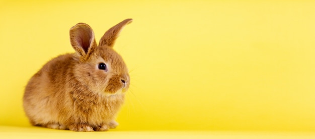 Pequeño conejo animado de pascua en un fondo amarillo. Conejo esponjoso rojo sobre una pared amarilla