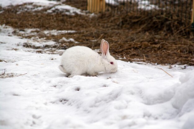 Un pequeño conejo blanco corre por la nieve en el bosque.