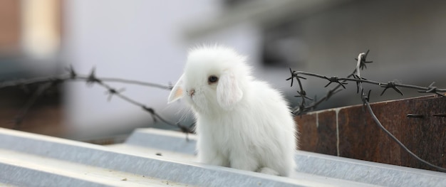 pequeño conejo blanco divertido al aire libre