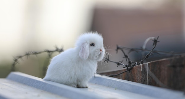 pequeño conejo blanco divertido al aire libre