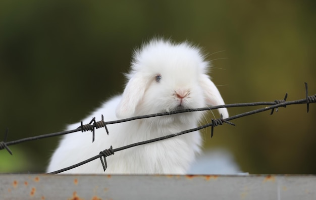 pequeño conejo blanco divertido al aire libre