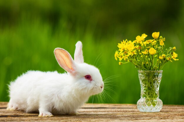 Un pequeño conejo blanco esponjoso lindo se sienta con un ramo de flores en un soleado día de primavera