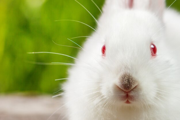 Pequeño conejo blanco lindo en un fondo verde