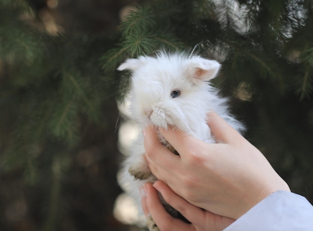 pequeño conejo blanco en la mano