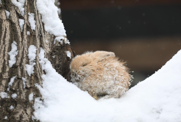 pequeño conejo blanco en la nieve