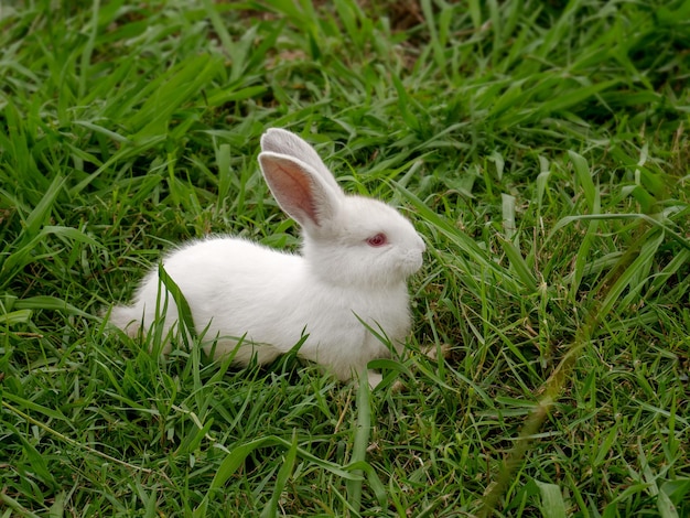 Pequeño conejo blanco con ojos rojos en la hierba verde Una mascota decorativa casera Conejito Conejito de Pascua