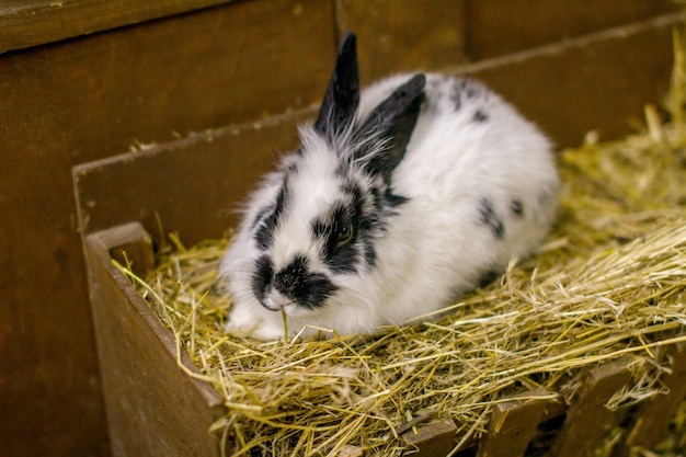 Pequeño conejo blanco sentado en paja