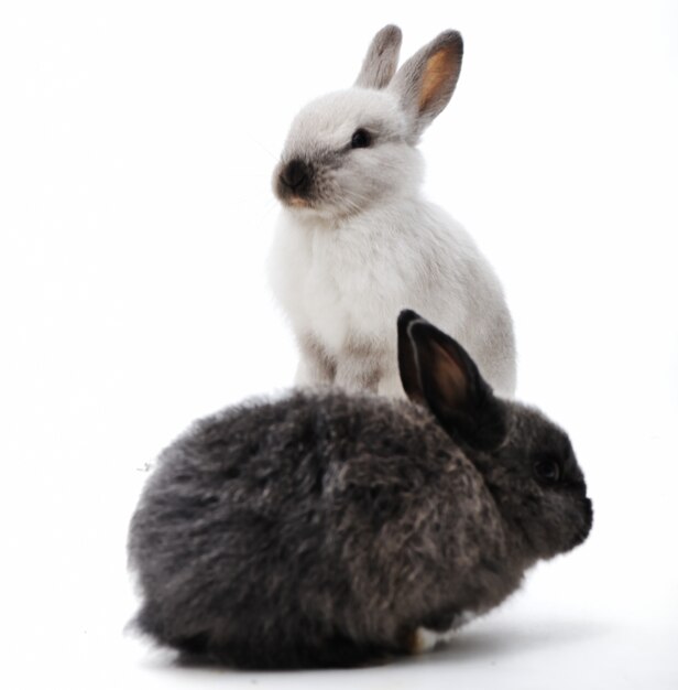 Pequeño conejo en blanco