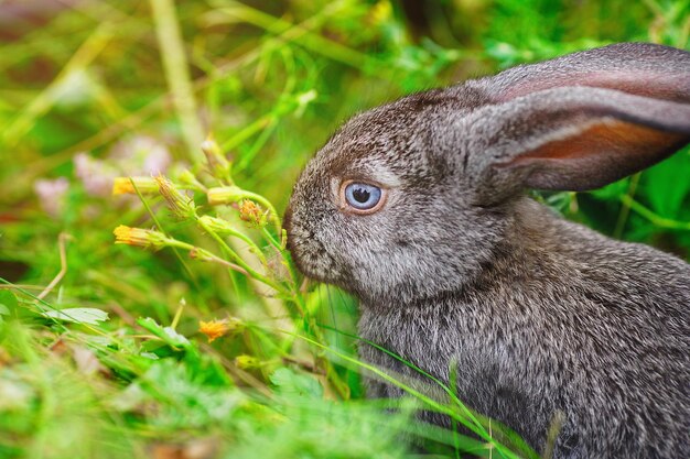 Un pequeño conejo come hierba Retrato de una mascota esponjosa y encantadora para un calendario o una postal