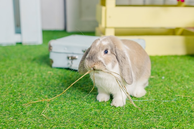 Pequeño conejo de conejito espigado blanco mullido lindo que se sienta en hierba. Semana Santa y primavera. Vacaciones de primavera. Animal de granja. Lindo conejo