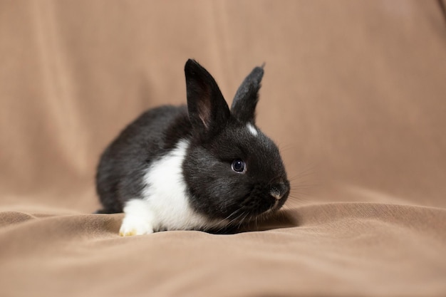 pequeño conejo divertido sobre un fondo marrón