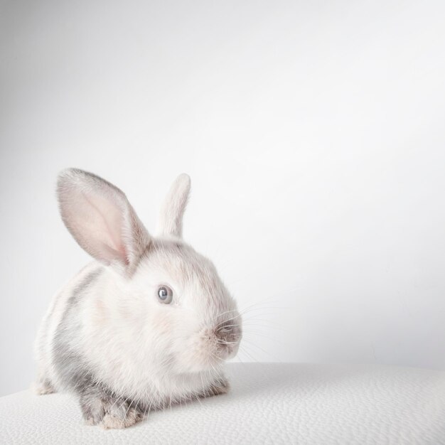 Pequeño conejo esponjoso blanco