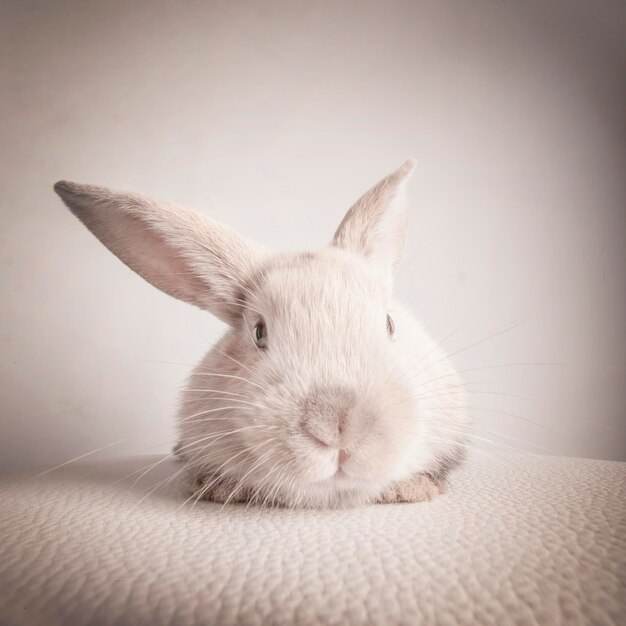Pequeño conejo esponjoso blanco