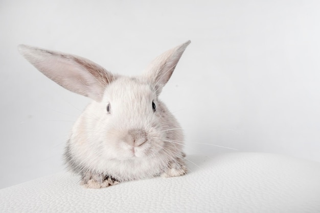 Pequeño conejo esponjoso blanco