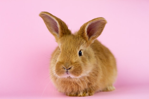 Pequeño conejo esponjoso en rosa pastel