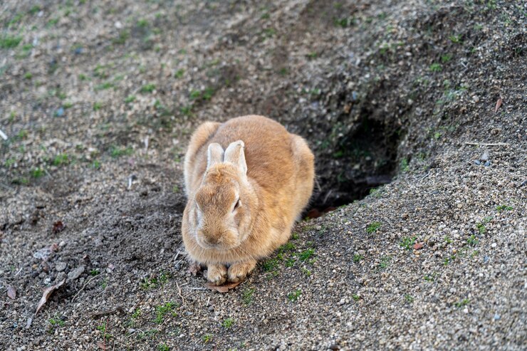 un pequeño conejo está de pie en un camino de tierra