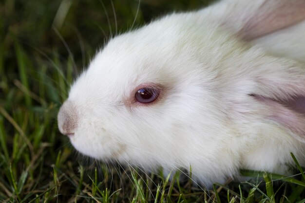 Pequeño conejo gracioso corriendo en el campo en verano