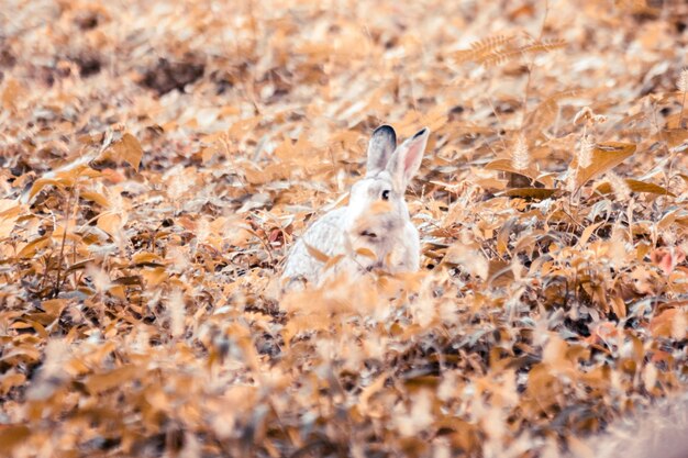 Pequeño conejo gris anidando en la hierba conejo en la herba