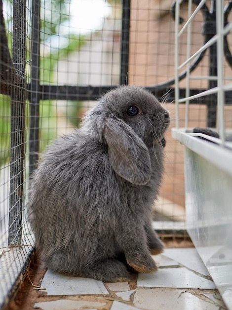 Pequeño conejo gris lindo sentado en un balcón animal doméstico cerca de la cosecha de pascua o otoño