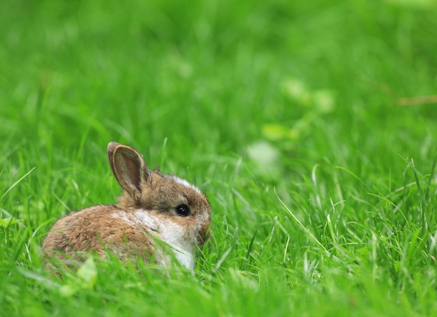 pequeño conejo gris en un prado verde