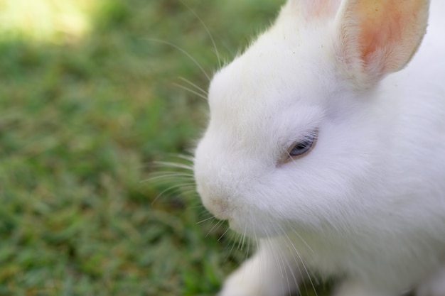 Pequeño conejo en hierba verde en día de verano