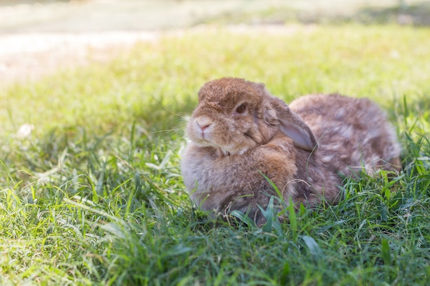 Pequeño conejo lindo en hierba verde en día de sol