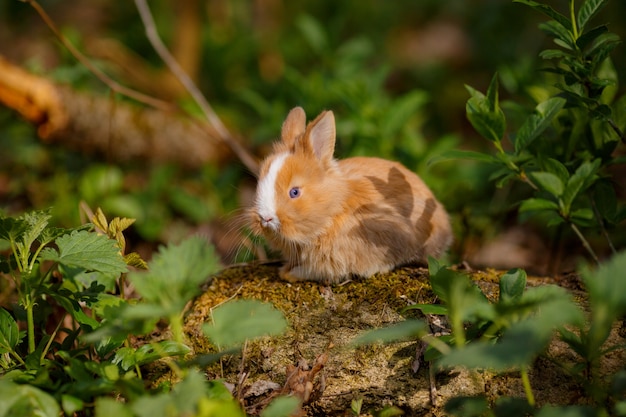 Pequeño conejo lindo en la hierba