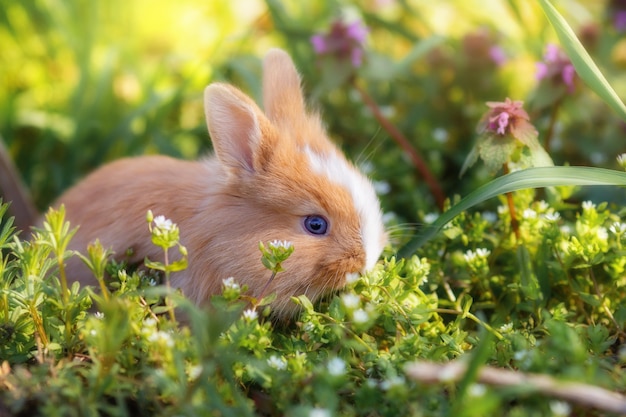 Pequeño conejo lindo en la hierba