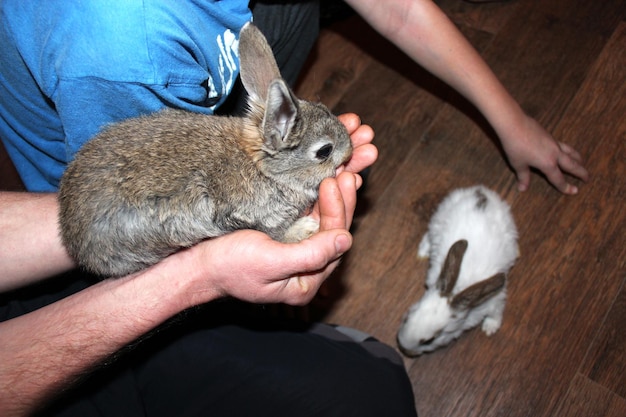 Pequeño conejo en la mano