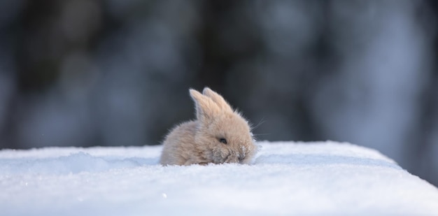 pequeño conejo marrón divertido en la nieve