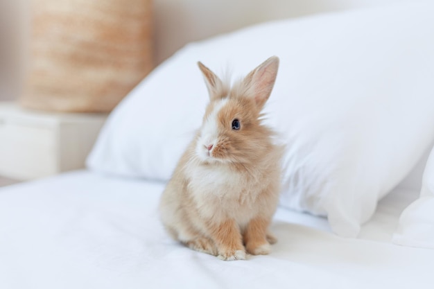 Pequeño conejo de mascota casero de jengibre. Símbolo del conejito de Pascua. sobre sábanas blancas