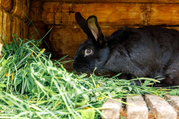 Pequeño conejo negro de alimentación masticando hierba en rabbithutch en la granja de animales granero rancho fondo conejito i ...