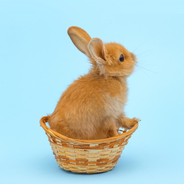 Pequeño conejo rojo en una cesta de mimbre en una superficie azul. Concepto de vacaciones de Pascua.