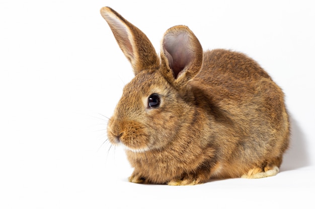 Pequeño conejo rojo esponjoso aislado en la pared blanca. Liebre para primer plano. Conejo vivo rojo sobre una pared blanca