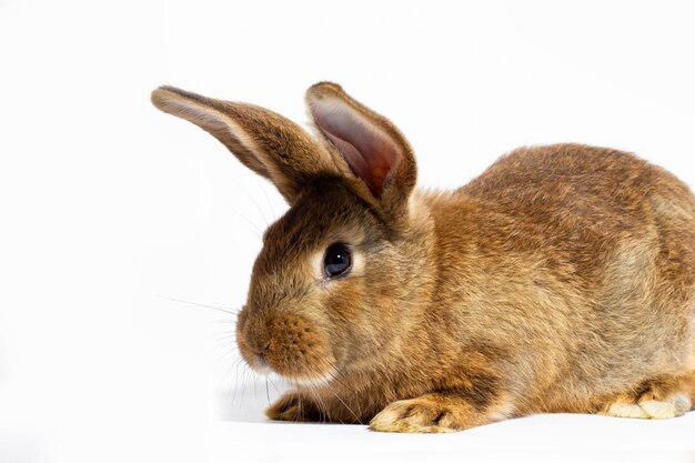 Pequeño conejo rojo esponjoso aislado en la pared blanca. Liebre para primer plano. Conejo vivo rojo sobre una pared blanca