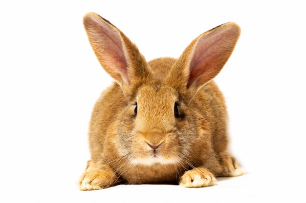 Un pequeño conejo rojo esponjoso en una pared blanca, un conejito para. Conejo para vacaciones de primavera. Hermoso conejo