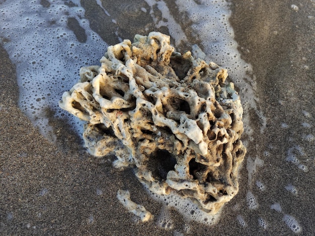 Pequeno coral na praia