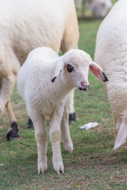 Pequeño cordero fue puesto para descansar en un campo de cultivo en