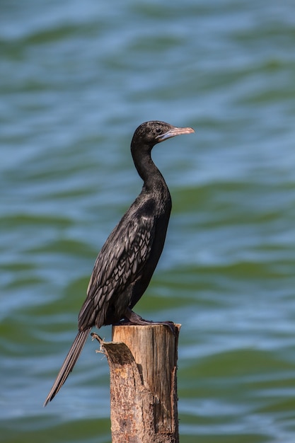 Pequeño cormorán, cormorán javanés (Microcarbo niger)